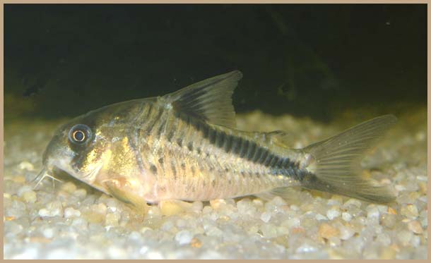 www.israquarium.co.il